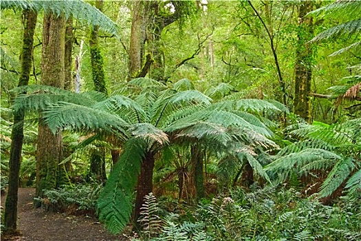 雨林,维多利亚,澳大利亚