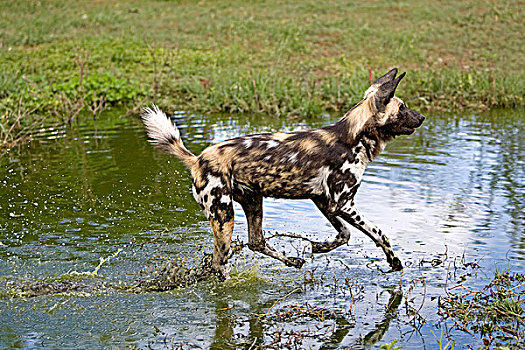 非洲野狗,非洲野犬属,站在水中,洞,纳米比亚