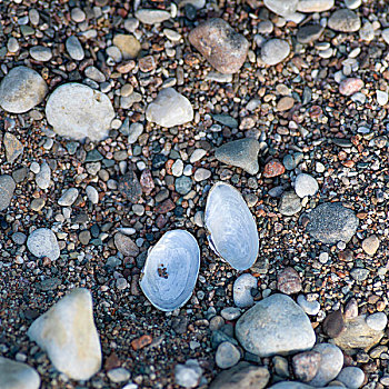 俯拍,鹅卵石,壳,赫克拉火山磨石省立公园,曼尼托巴,加拿大