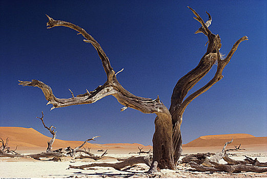 枯木,纳米比亚
