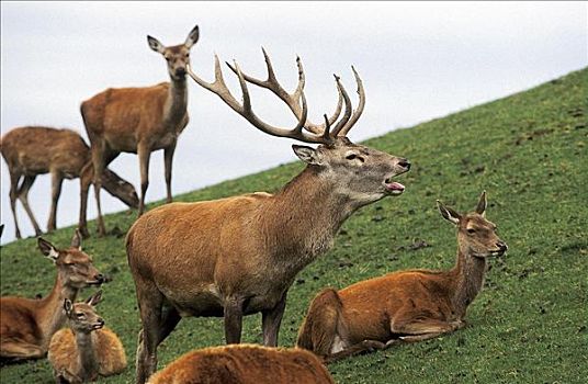 吼叫,鹿属,鹿,哺乳动物,巴伐利亚,德国,欧洲,动物
