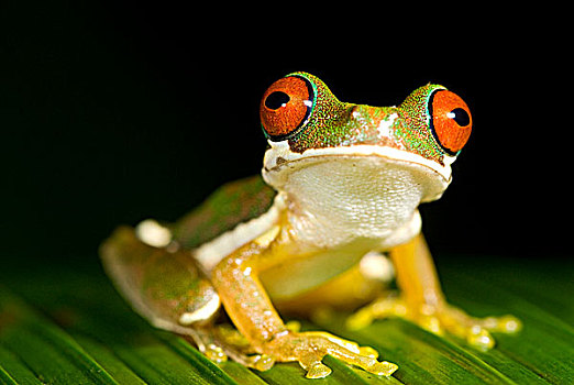 红眼,河流,青蛙,哥斯达黎加