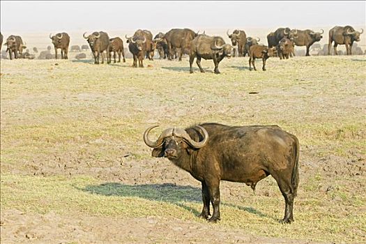 非洲,水牛,南非水牛,非洲水牛,乔贝国家公园,博茨瓦纳