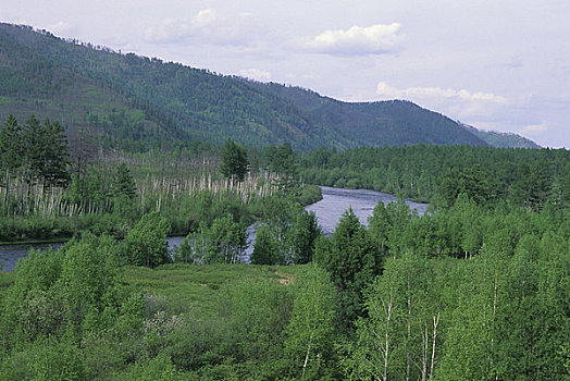 俄罗斯,西伯利亚,靠近,针叶林带,树林