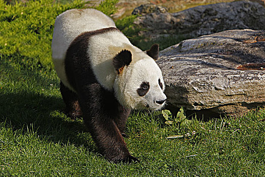 大熊猫,成年,走