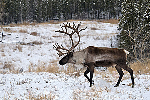 树林,北美驯鹿,成年,雄性,走,雪,育空,加拿大