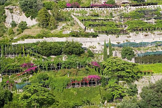 俯拍,花园,萨勒诺,坎帕尼亚区,意大利