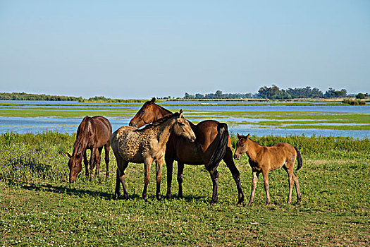 野马,多尼亚纳国家公园,哥斯达黎加,安达卢西亚,西班牙,欧洲