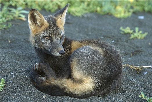 狐属,红狐,转,暗色,休息,海滩,卡特麦国家公园,阿拉斯加