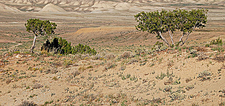桧属植物,树,荒芜,科罗拉多,美国