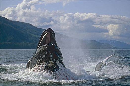 驼背鲸,东南阿拉斯加