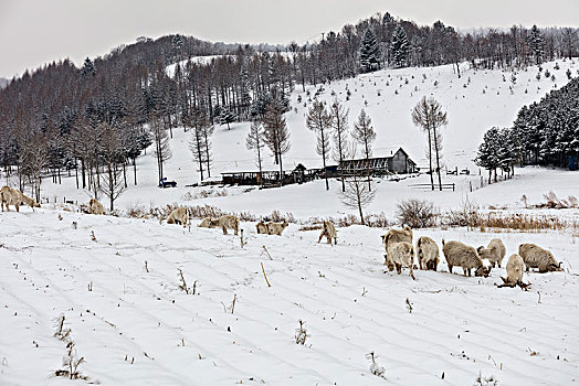 雪中羊群