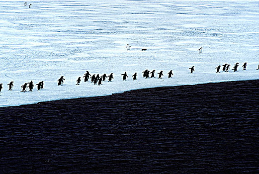 南极,保利特岛,阿德利企鹅,冰