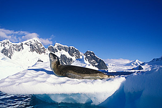 南极,岛屿,海豹,室外,冰山,西南方,雷麦瑞海峡