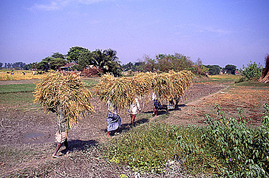 农民,道路,背影,家,堆积,金色,稻田,稻米,主食,乡野,孟加拉,品质