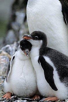 南极,岛屿,巴布亚企鹅,幼禽