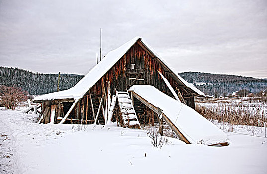 老,木屋,西伯利亚,树林