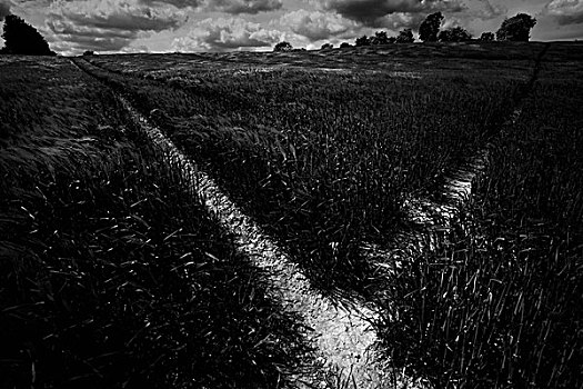 小麦,地点,靠近,生动,天空,白色,北约克郡,英国
