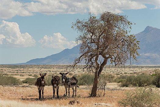 三个,驴,站立,荫凉,树,达马拉兰,纳米比亚西北部,看镜头