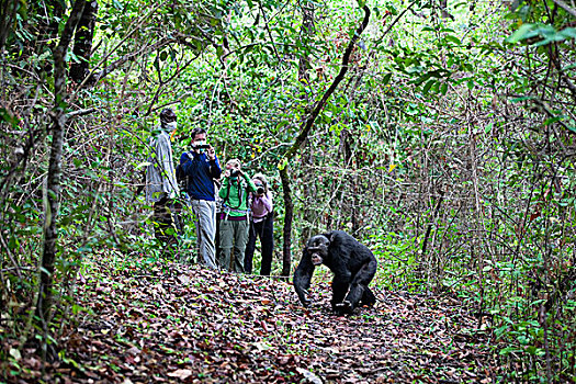 黑猩猩,类人猿,靠近,旅游,坦桑尼亚