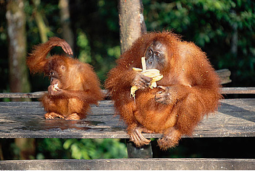两个,猩猩,吃,古农列尤择国家公园,苏门答腊岛,印度尼西亚