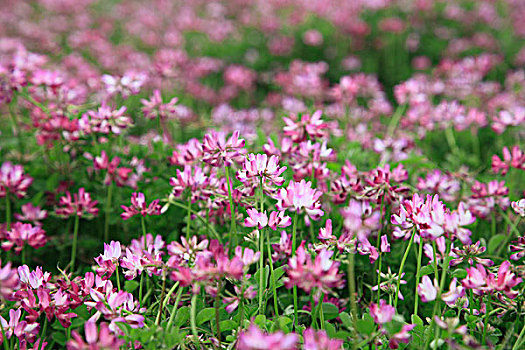 中国,甜黄芪