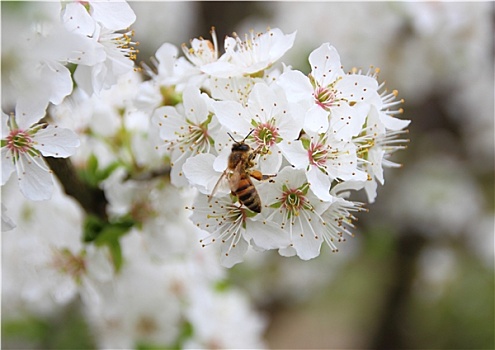 隔绝,蜜蜂,白色背景,花,树,遮盖,花蜜