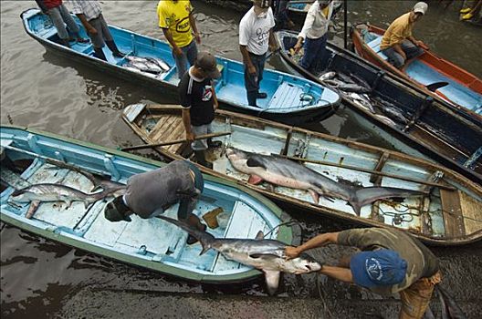 打谷机,鲨鱼,抓住,网,渔船,渔村,半岛,厄瓜多尔