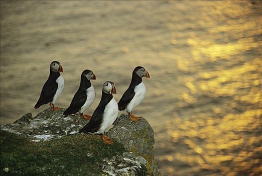 大西洋角嘴海雀,北极,四个,日落,岛屿,苏格兰