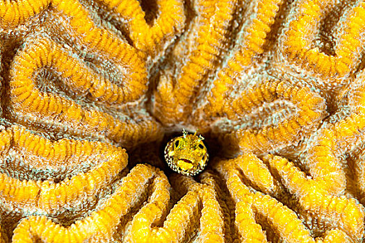 黏鱼,生活方式,脑珊瑚,博奈尔岛