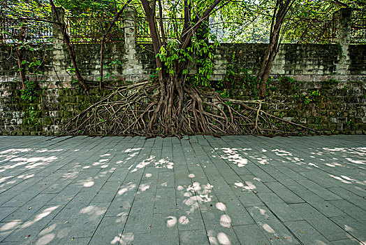 重庆市城区南岸滨江路长江汇公园广场黄桷树树根