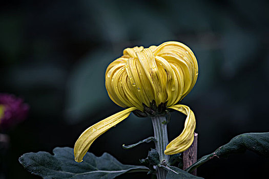 菊花特写