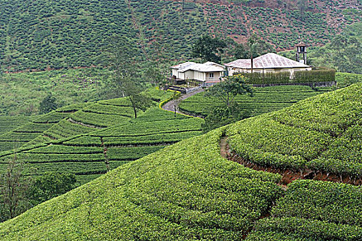 平房,山,中间,茶园,斯里兰卡,七月,2007年
