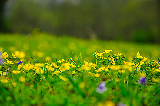 小花与绿色背景