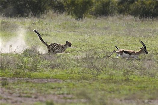 印度豹,猎豹,追逐,汤氏瞪羚,马赛马拉国家保护区,肯尼亚