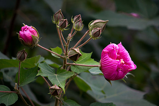 木芙蓉,木莲,芙蓉花