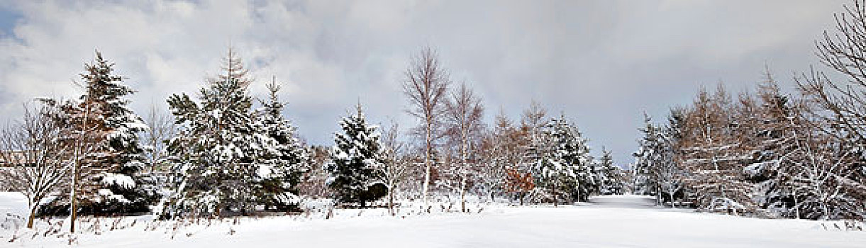 诺森伯兰郡,英格兰,积雪,树
