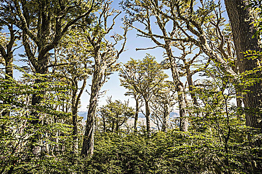风景,树林,国家级保护区,省,智利