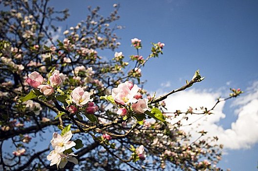 苹果树,开花,萨尔茨堡,奥地利