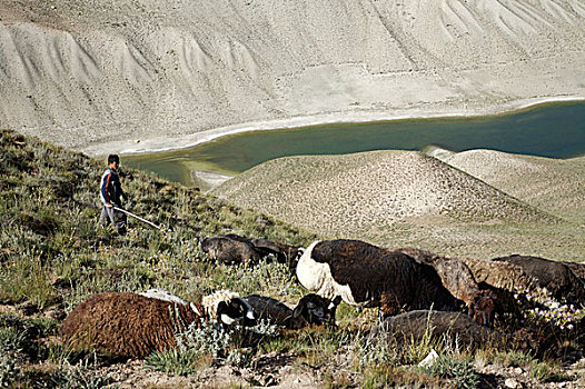 男孩,放牧,绵羊,靠近,湖,中心,省,阿富汗,七月,2007年