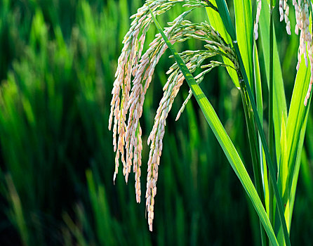 水稻的稻穗