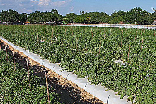 番茄植物,土地,家园,佛罗里达,美国