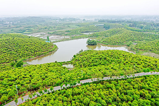 航拍河南信阳光山县司马光油茶园