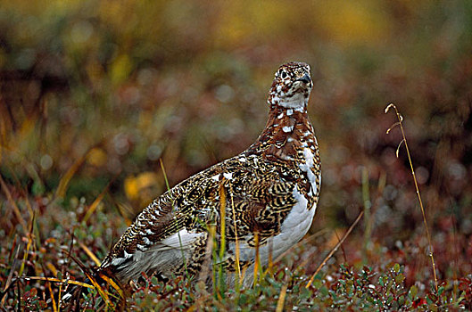柳雷鸟,德纳利国家公园和自然保护区,阿拉斯加,美国