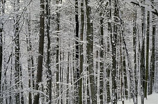 积雪,树林,冬天,雪,地区,巴登符腾堡,德国