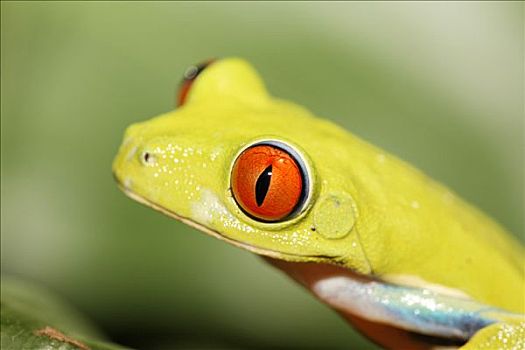 红眼树蛙摄影图片