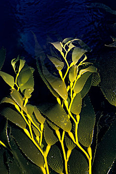福克兰群岛,海藻,海草,巨藻,湾