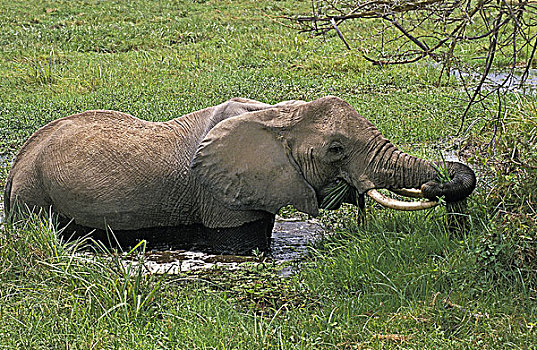非洲象,成年,吃草,沼泽,马赛马拉,公园,肯尼亚