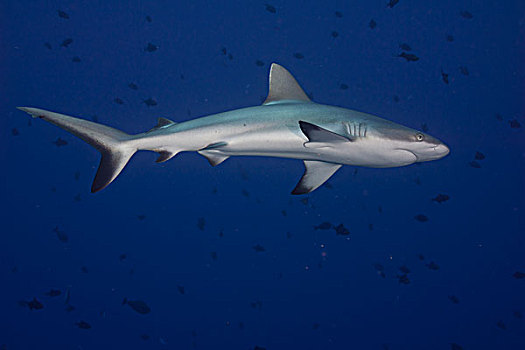 灰礁鲨,帕劳,密克罗尼西亚,大洋洲