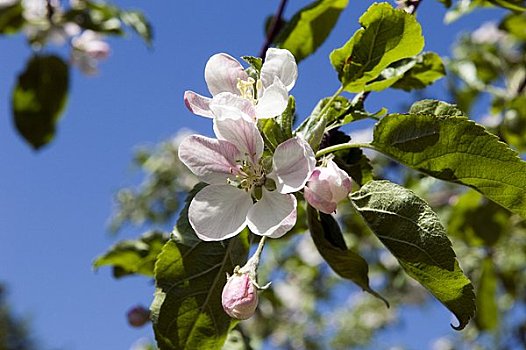 苹果树,花